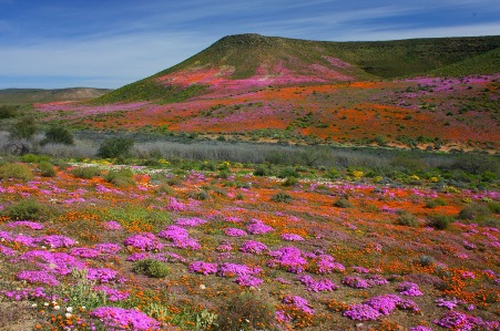 Kuruman Blomme